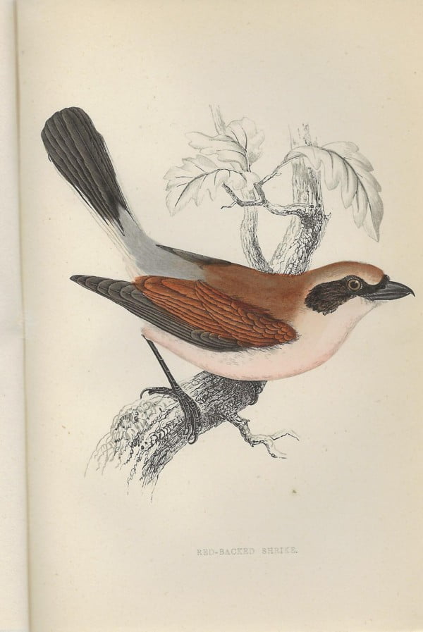 A History of British Birds Volume 1 t/m 8 - Afbeelding 2