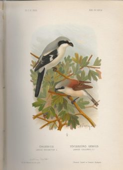 Magyarország Madarai (Vogels van Hongarije) - Afbeelding 2