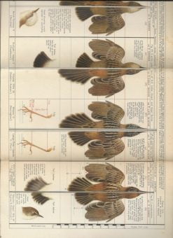 The Ibis : Review of the Genus Cisticola - Afbeelding 2