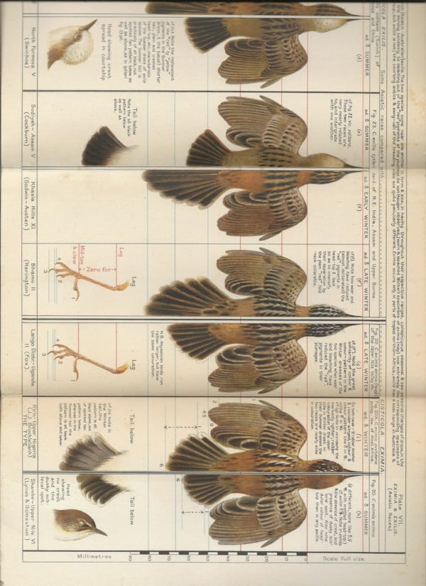 The Ibis : Review of the Genus Cisticola - Afbeelding 2