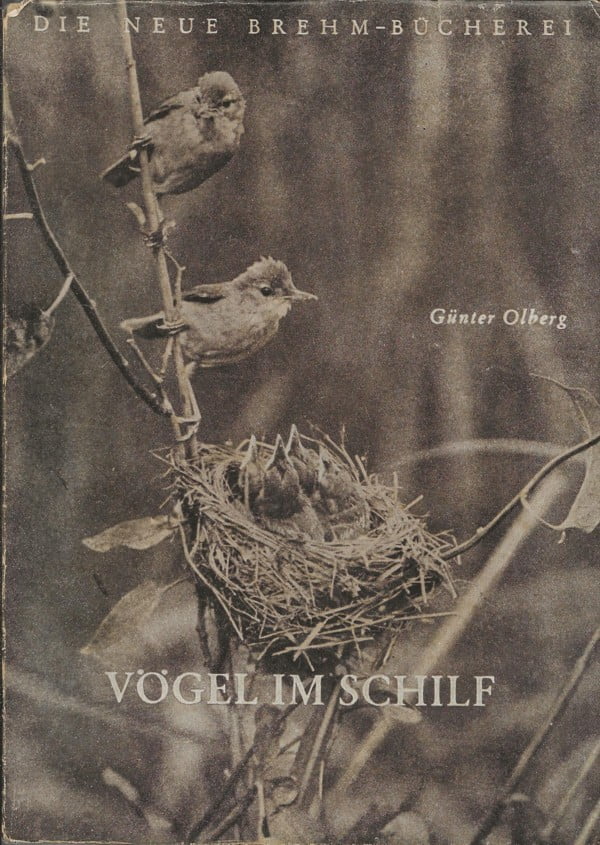 Vögel im Schilf