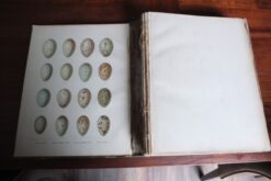 British Birds with their Nests and Eggs - Afbeelding 4
