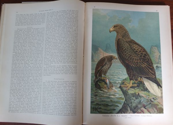 Naumann, Naturgeschichte der Vögel Mitteleuropas V Band - Raubvögel - Afbeelding 3