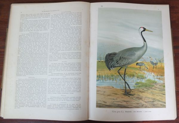 Naumann, Naturgeschichte der Vögel Mitteleuropas VII Band - Afbeelding 3