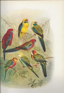 Vogelbilder aus fernen zonen - Papageien - Afbeelding 2
