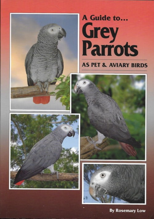 A Guide to Grey Parrots as Pet & Aviary Birds