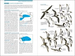 Seabirds The New Identification Guide - Afbeelding 2