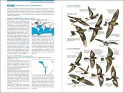 Seabirds The New Identification Guide - Afbeelding 3
