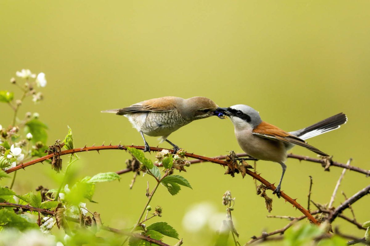 Vogelboek Handel J&J