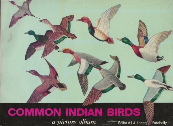 Common Indian Birds - A picture album