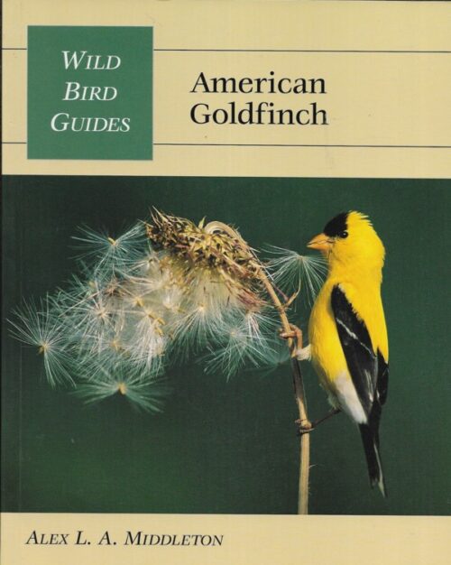 American Goldfinch