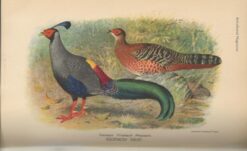 The Avicultural Magazine 1930 - 1932 - Afbeelding 2
