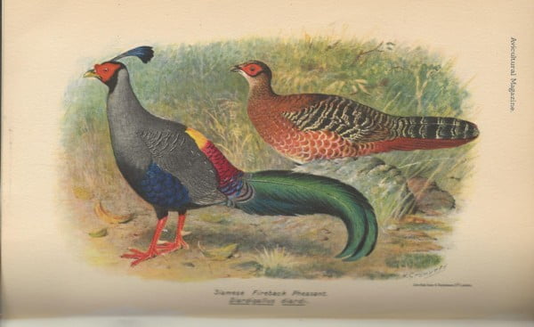 The Avicultural Magazine 1930 - 1932 - Afbeelding 2