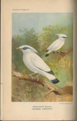 The Avicultural Magazine 1930 - 1932 - Afbeelding 3