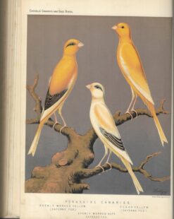 The Illustrated Book of Canaries and Cage Birds, British and Foreign (Gereserveerd) - Afbeelding 2