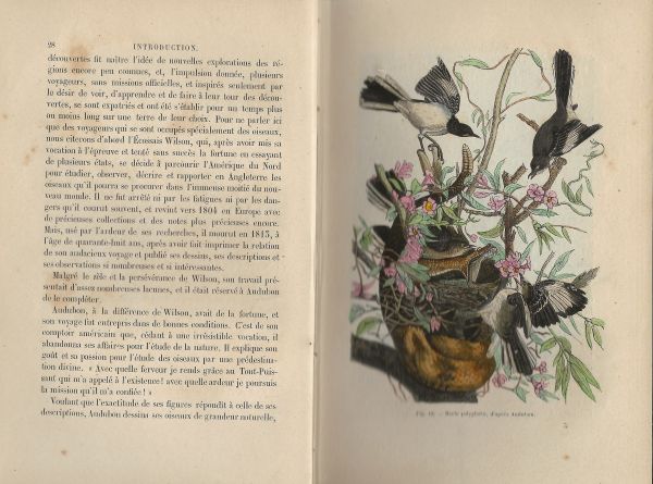 Lecons Élémentaires sur L'Histoire Naturelle des Oiseaux 1 en 2 - Afbeelding 2