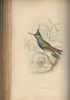 The Natural History of Hummingbirds Vol 1 en 2 - Afbeelding 3