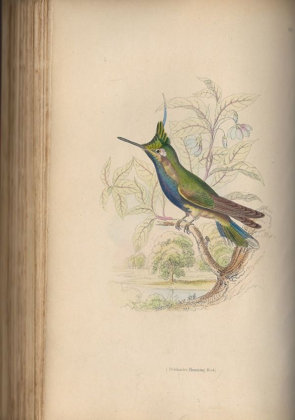 The Natural History of Hummingbirds Vol 1 en 2 - Afbeelding 3