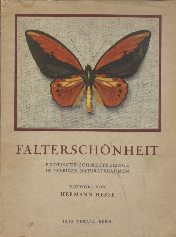 Falterschönheit - Exotische Schmetterlinge in Farbigen Naturaufnahmen