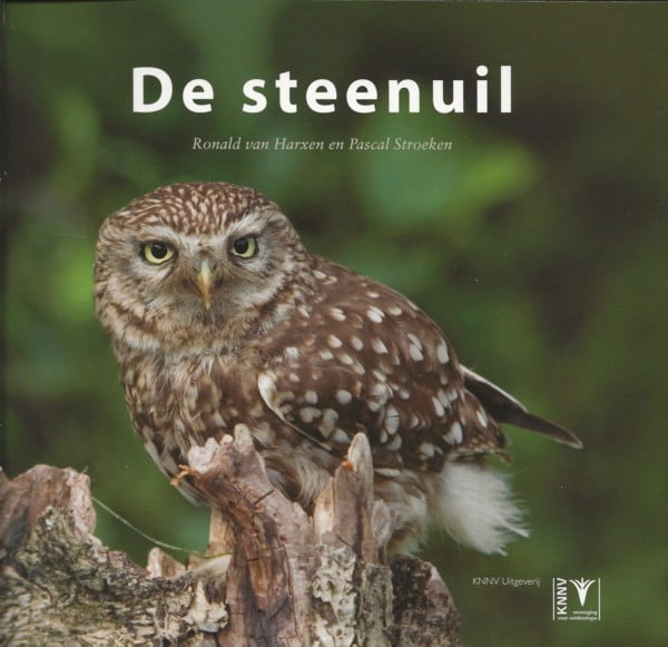 De steenuil