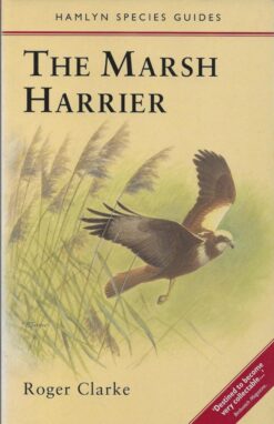 The Marsh Harrier