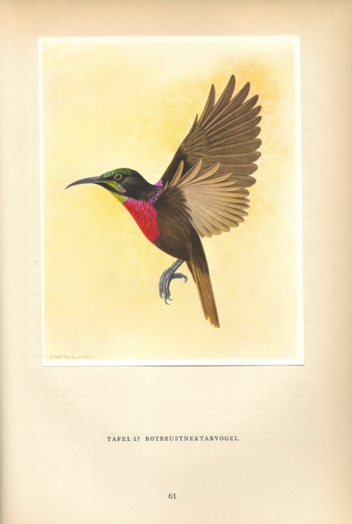 Paradijsvogels en kolibries - Afbeelding 2