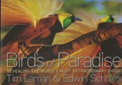 Birds of Paradise