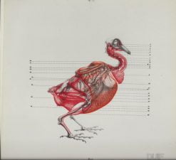 Anatomie van vogels - Afbeelding 2