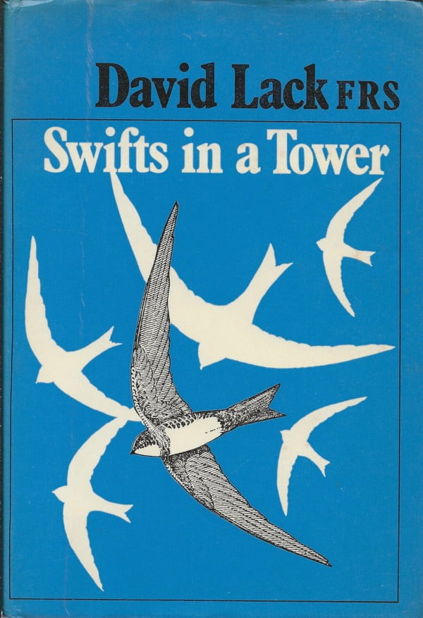 Swifts in a Tower