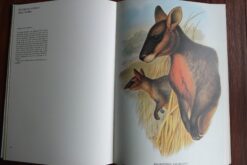Kangaroos - Afbeelding 2