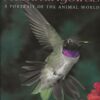 Hummingbirds - A Portrait of the Animal World