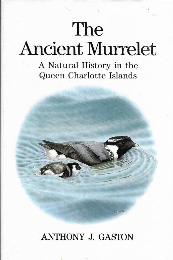 The Ancient Murrelet