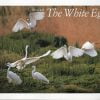 The White Egret