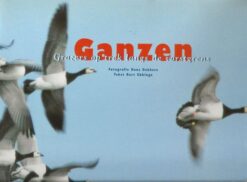 Ganzen - Grazers op trek langs de vorstgrens