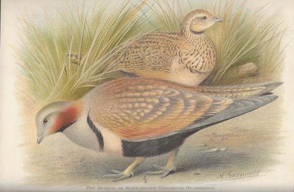 The Game Birds of India, Burma and Ceylon (alleen de zandhoenders) - Afbeelding 3