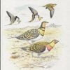 Birds of the Middle East and North Africa