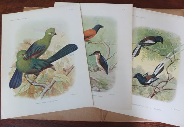 Remarques Sur L'Ornithologie de L'Etat Indépendant du Congo - Zoologie Serie IV - Afbeelding 3