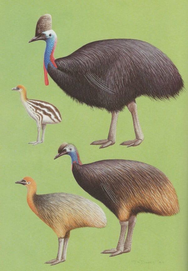 Handbook of Australian, New Zealand & Antarctic Birds Volume 1 t/m 7 - Afbeelding 2